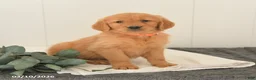 Golden Retriever dogs for sale: Maverick - Ad 1