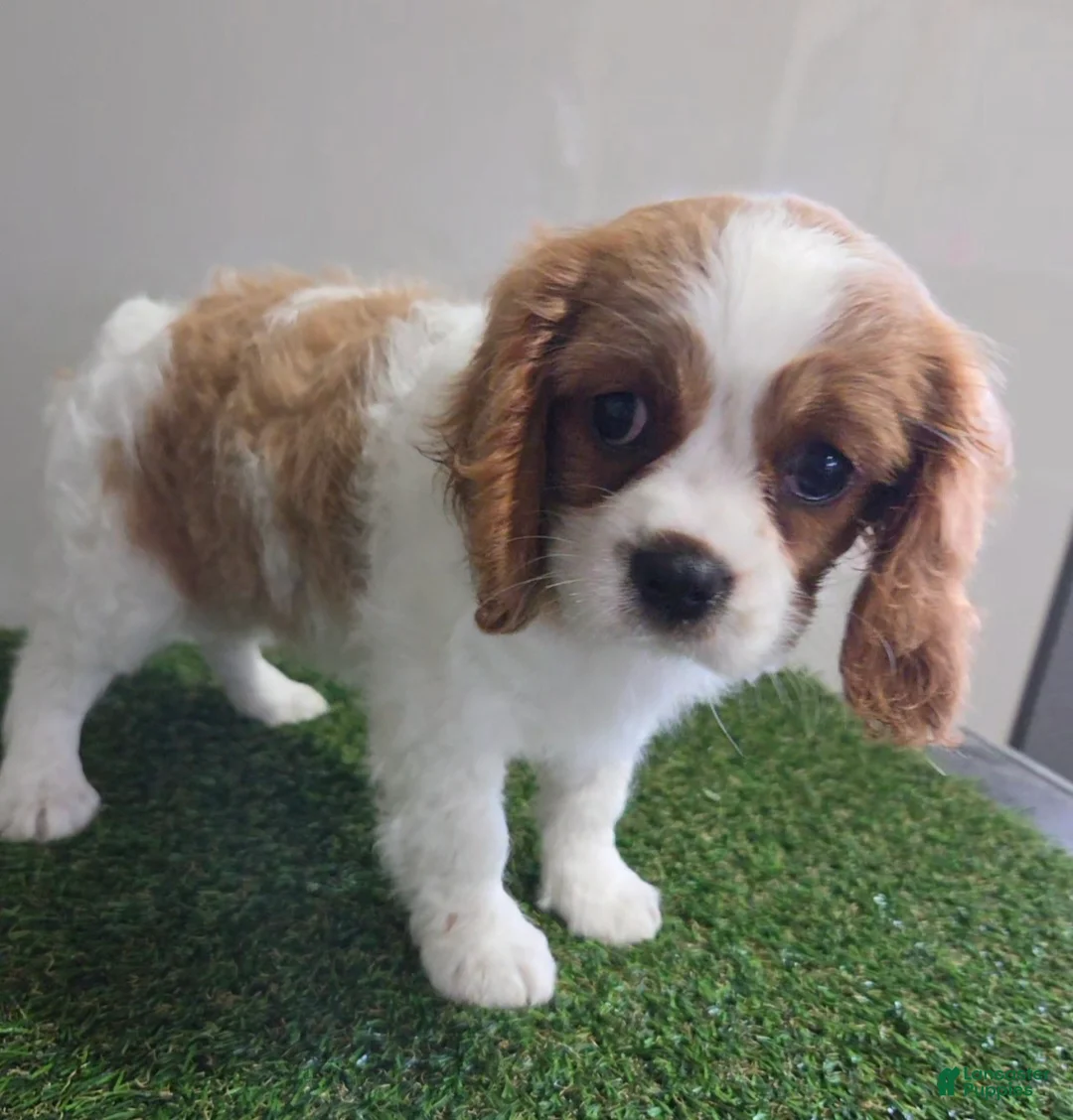 Cavalier King Charles Spaniel dogs for sale: Sadie - Ad 1
