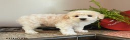 Bichpoo dogs for sale: Waffles - Ad 3
