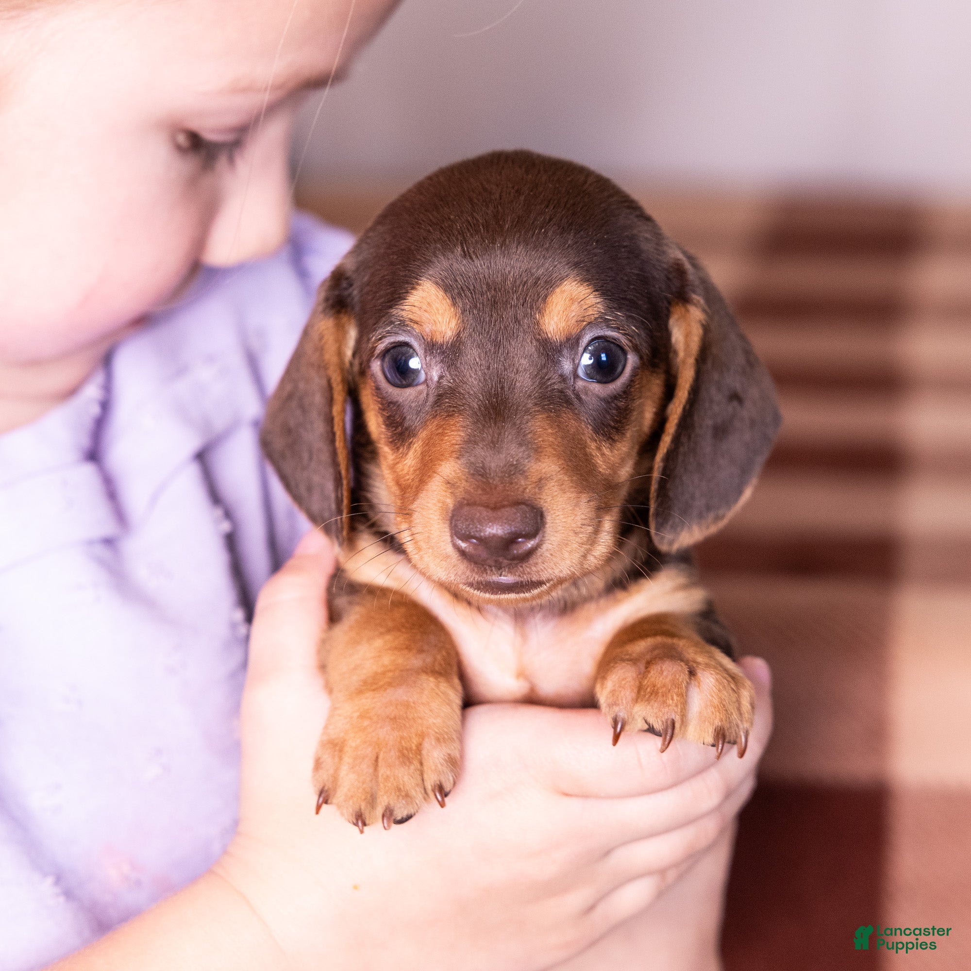 Miniature Dachshund dogs Scout - Ad 2
