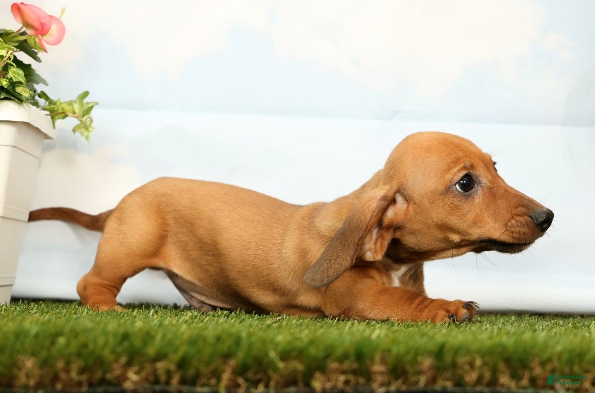 Miniature Dachshund dogs Jordan - Ad 2