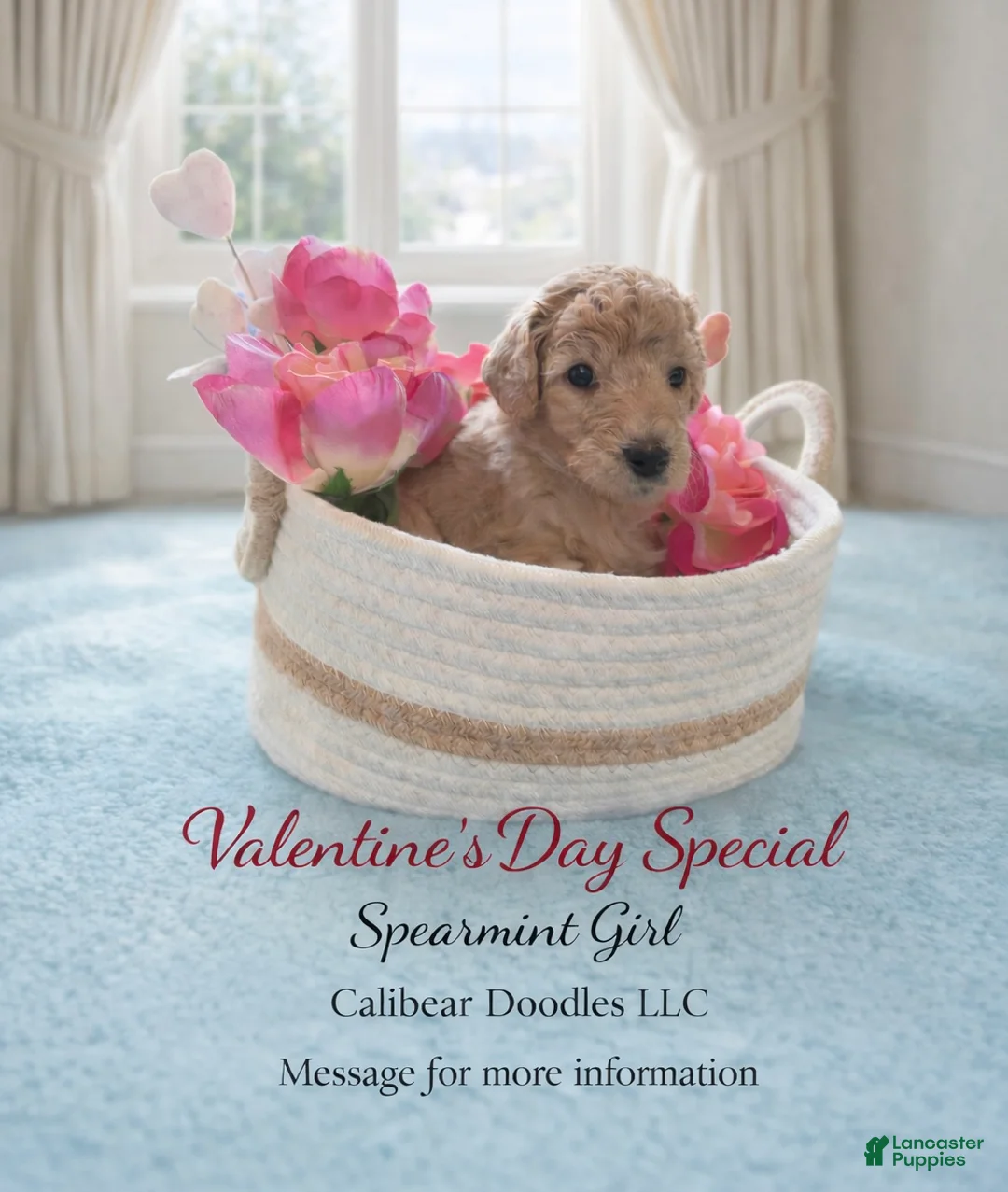Goldendoodle dogs for sale: Goldendoodle Puppy 2 - Ad 1