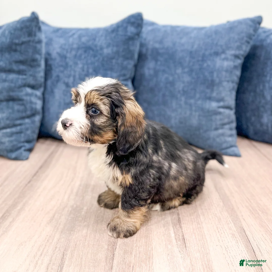 Mini Bernedoodle dogs for sale: Ace - Ad 7