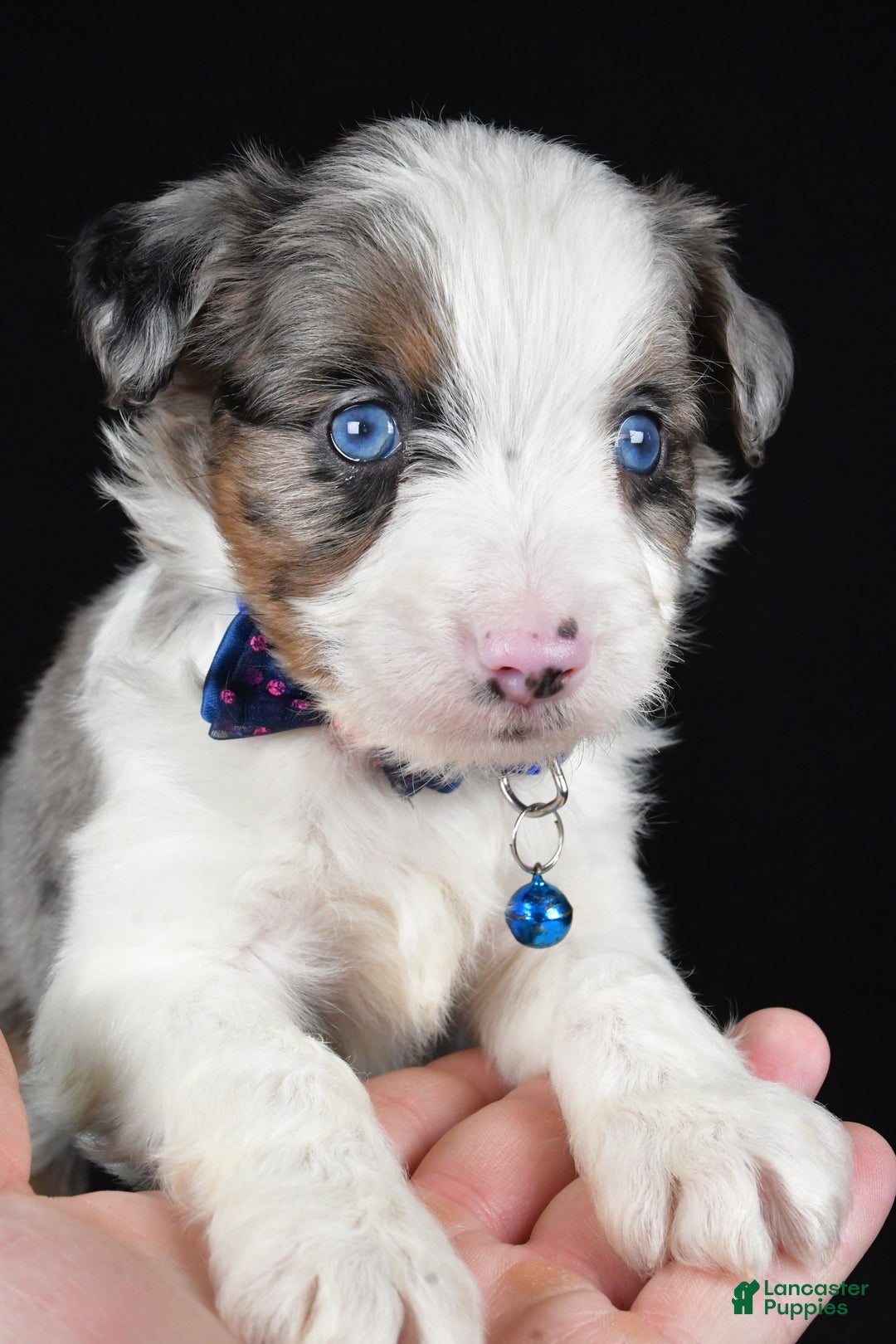Mini Aussiedoodle dogs for sale: Sparky - Ad 2