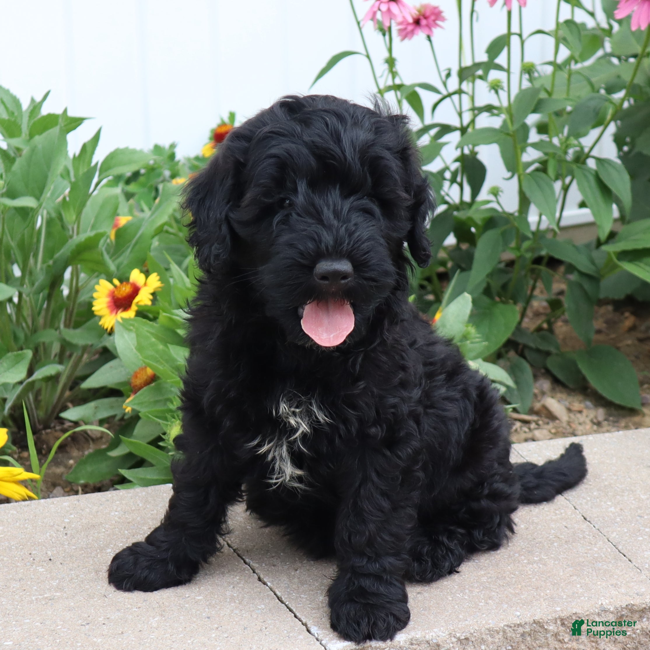 Mini Goldendoodle dogs Fabion - Ad 1