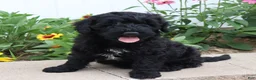 Mini Goldendoodle dogs for sale: Fabion - Ad 1
