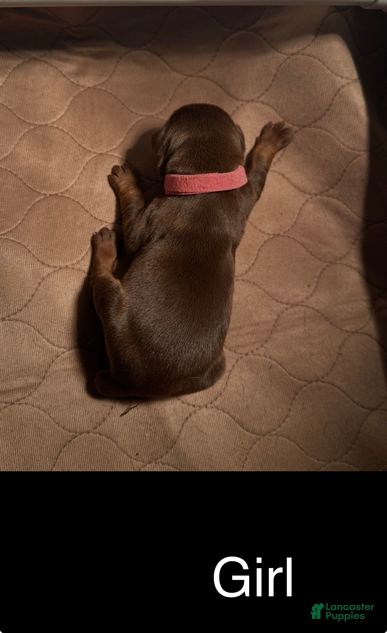 Doberman Pinscher dogs Doberman Pinscher Puppy 3 - Ad 18