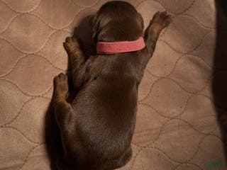 Doberman Pinscher dogs Doberman Pinscher Puppy 3 - Ad 38