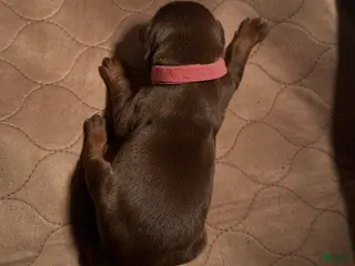 Doberman Pinscher dogs Doberman Pinscher Puppy 3 - Ad 32