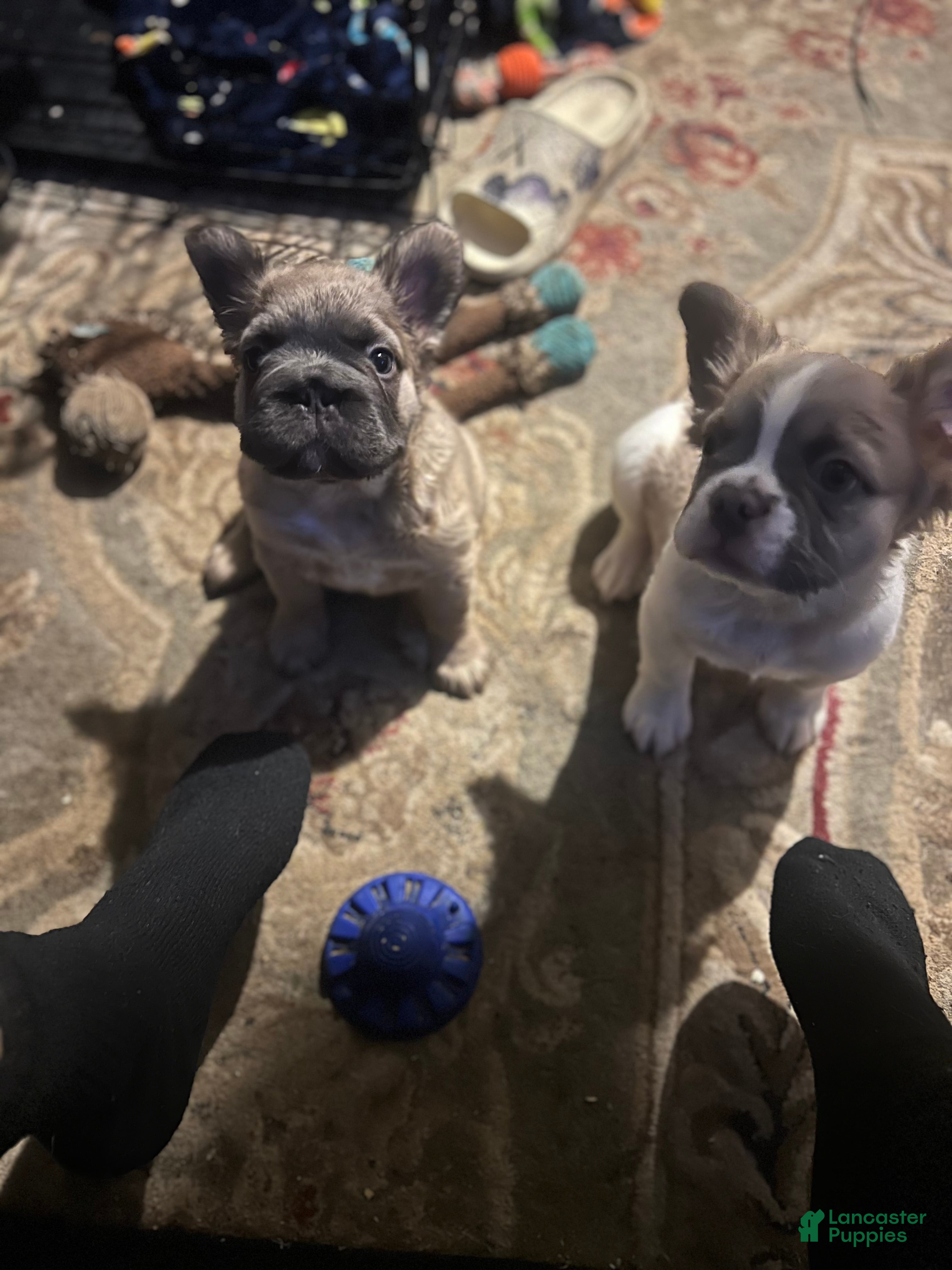 French Bulldog dogs COCO - Ad 37
