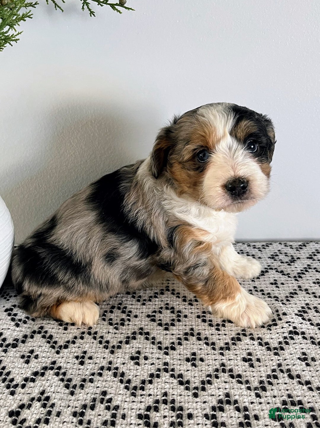Mini Aussiedoodle dogs for sale: Marley - Ad 5