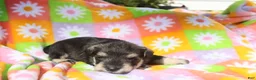 Miniature Schnauzer dogs for sale: Lilla - Ad 3