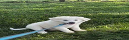 Great Pyrenees dogs for sale: Gordan - Ad 5