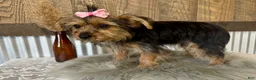 Yorkshire Terrier dogs for sale: Gabby - Ad 8