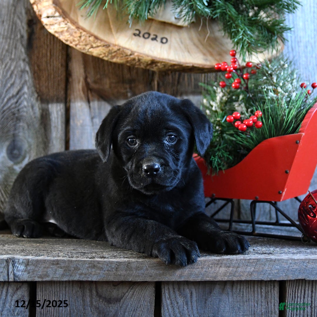 Labrador Retriever dogs for sale: Roxy - Ad 4