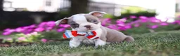 Boston Terrier dogs for sale: Bingo - Ad 5