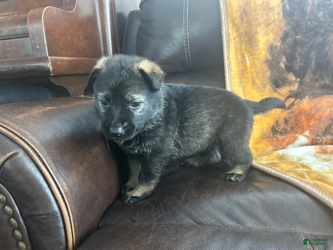 German Shepherd dogs for sale: Cody/ Willow Green - Ad 8