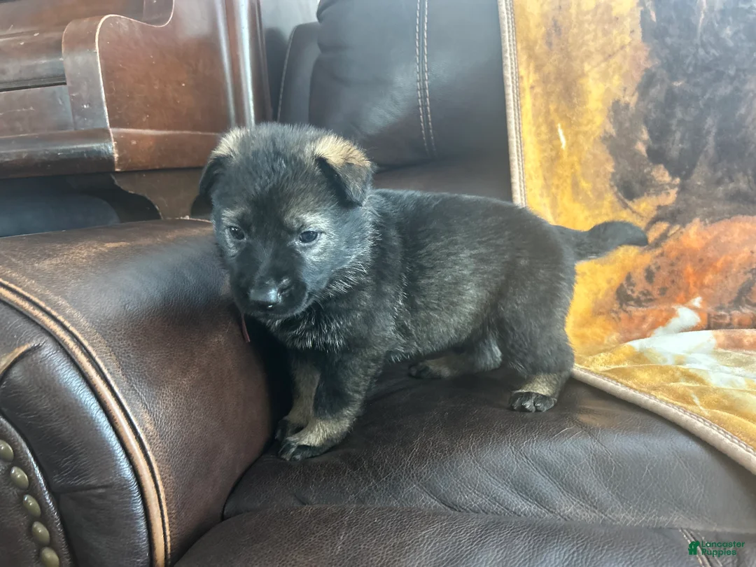 German Shepherd dogs for sale: Willow/Cody Teal - Ad 20