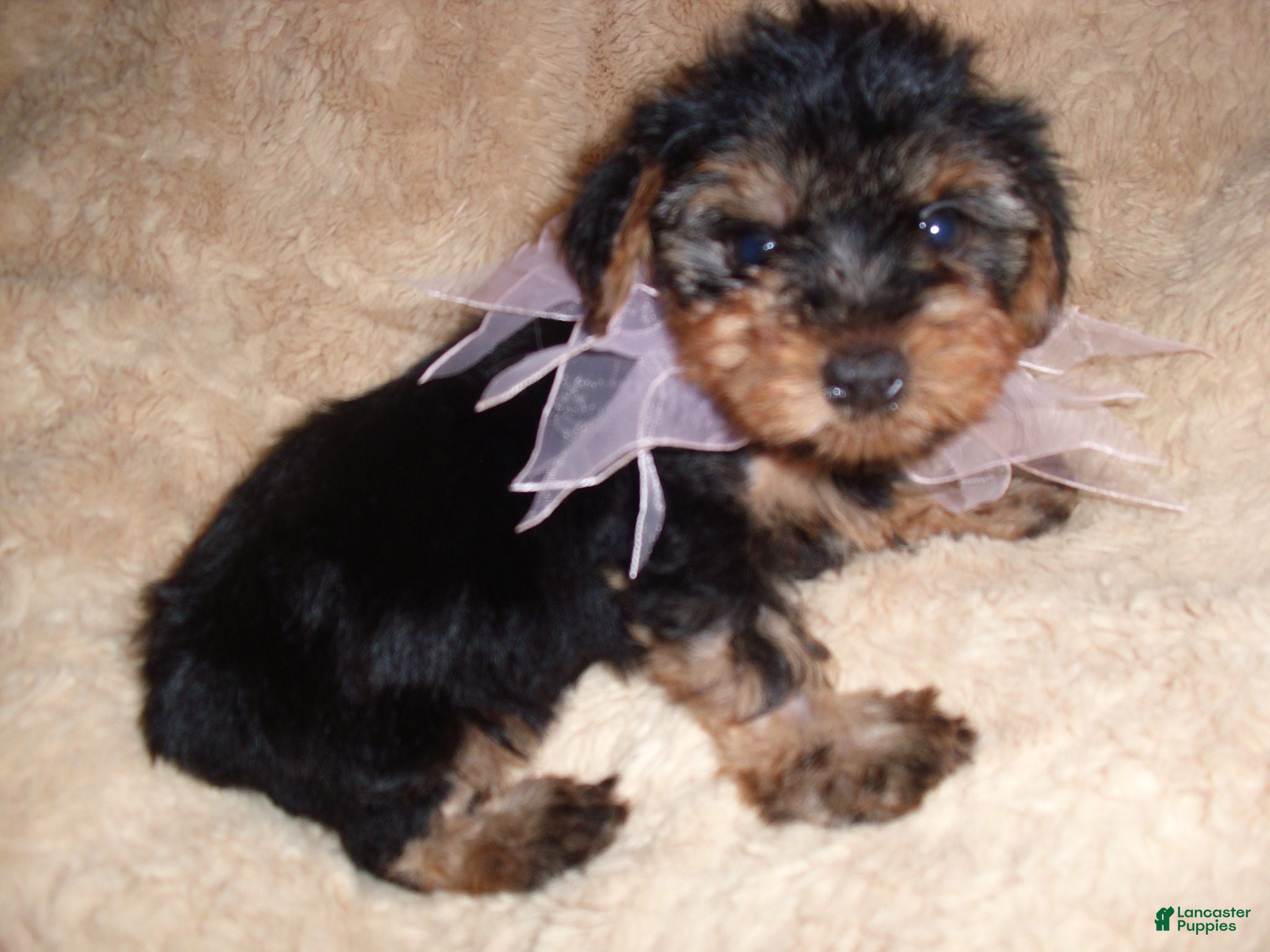 Yorkshire Terrier dogs Yorkshire Terrier 4 - Ad 1