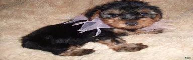 Yorkshire Terrier 4