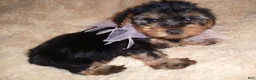 Yorkshire Terrier dogs for sale: Yorkshire Terrier 4 - Ad 1