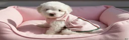 Maltipoo dogs for sale: BABY - Ad 2