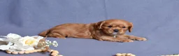 Cavalier King Charles Spaniel dogs for sale: Noah - Ad 9