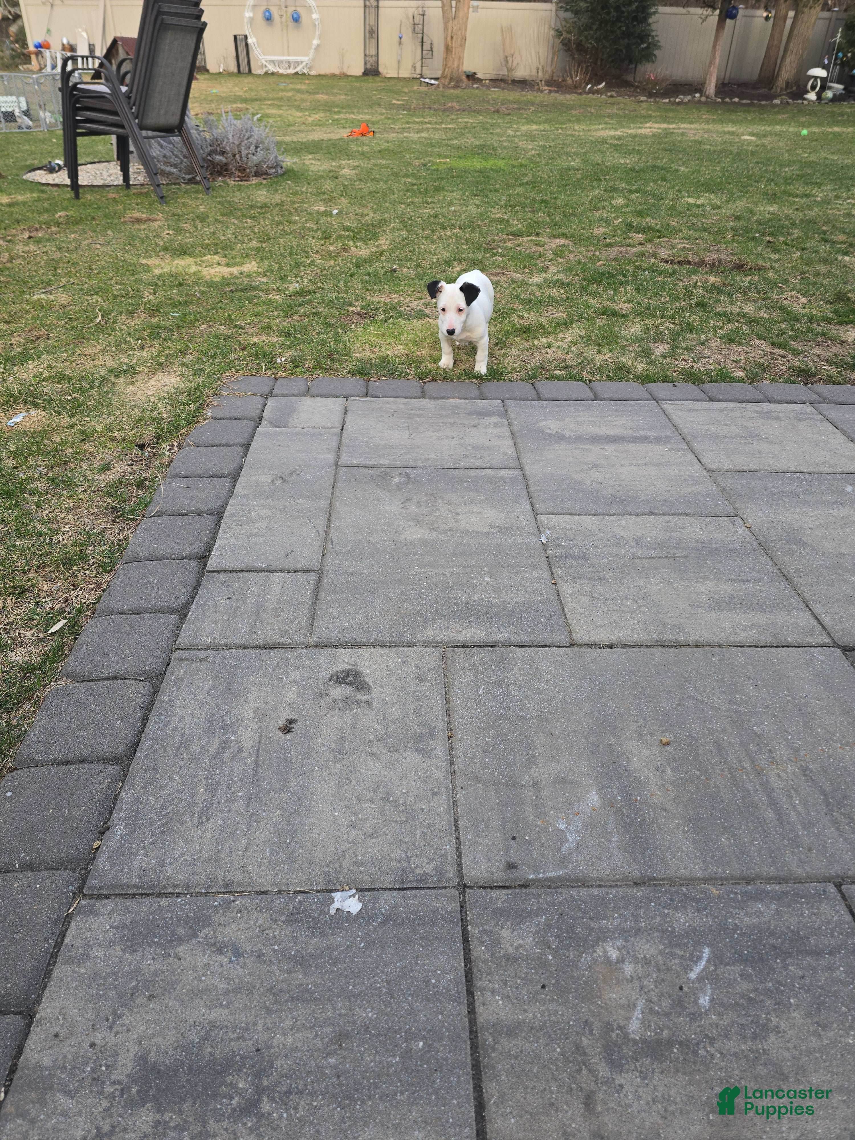 Jack Russell Terrier dogs Jack Russell Terrier Puppy 1 - Ad 2