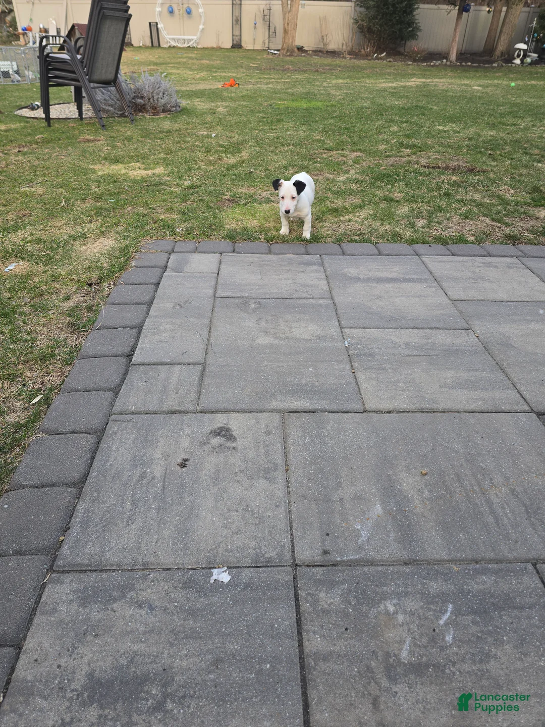 Jack Russell Terrier dogs for sale: Jack Russell Terrier 1 female 1 male - Ad 16