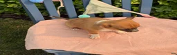 Chihuahua dogs for sale: Henry - Ad 7