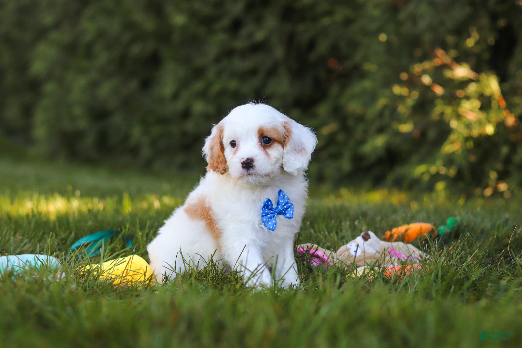 Cavapoo dogs for sale: Iggy Bear  - Ad 1