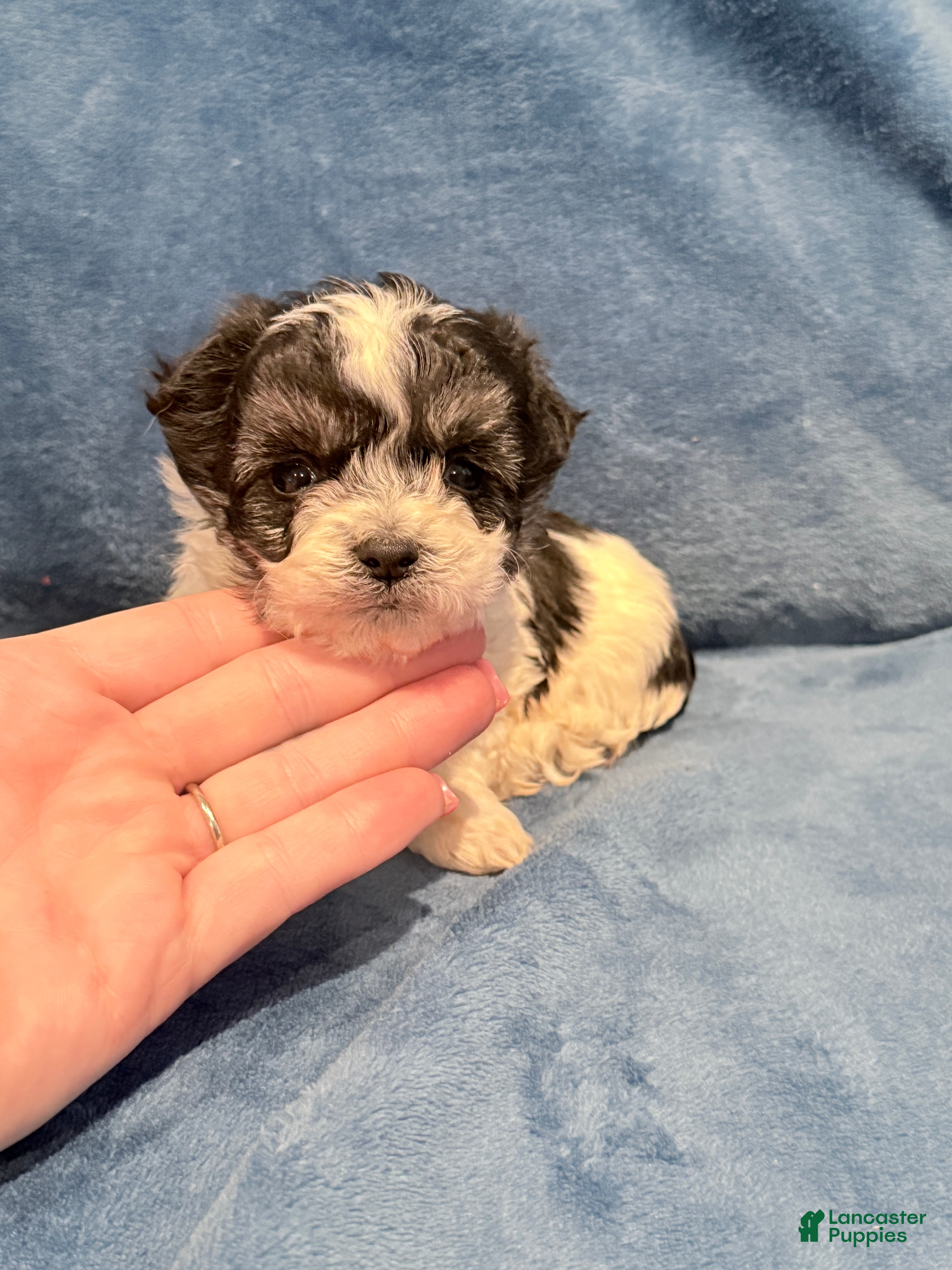 Maltipoo dogs Maltipoo Puppy 1 - Ad 1