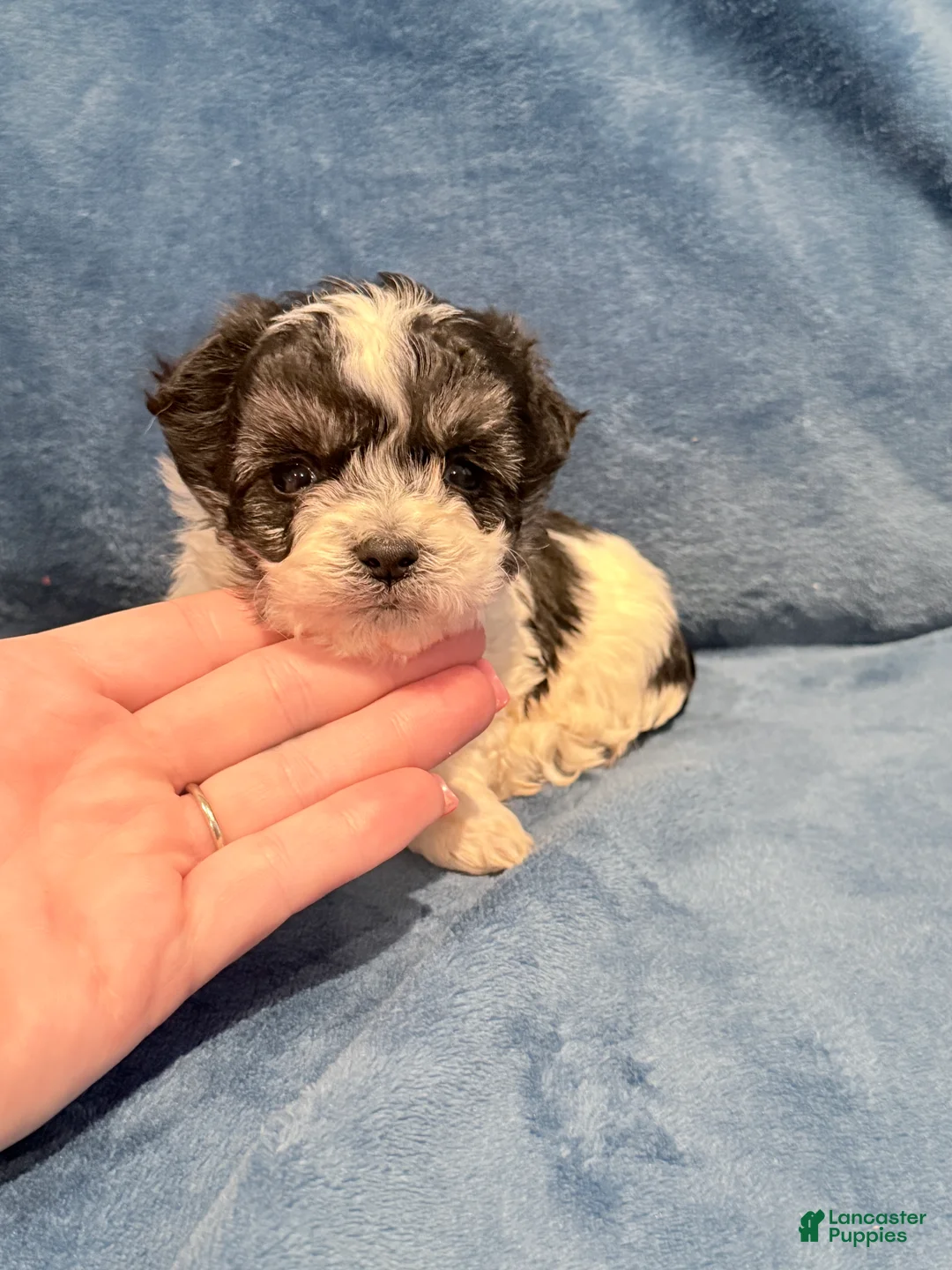 Maltipoo dogs for sale: Maltipoo Puppy 1 - Ad 1