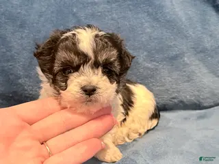 Maltipoo dogs Maltipoo Puppy 1 - Ad 1