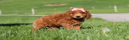 Miniature Labradoodle dogs for sale: Tessa - Ad 9