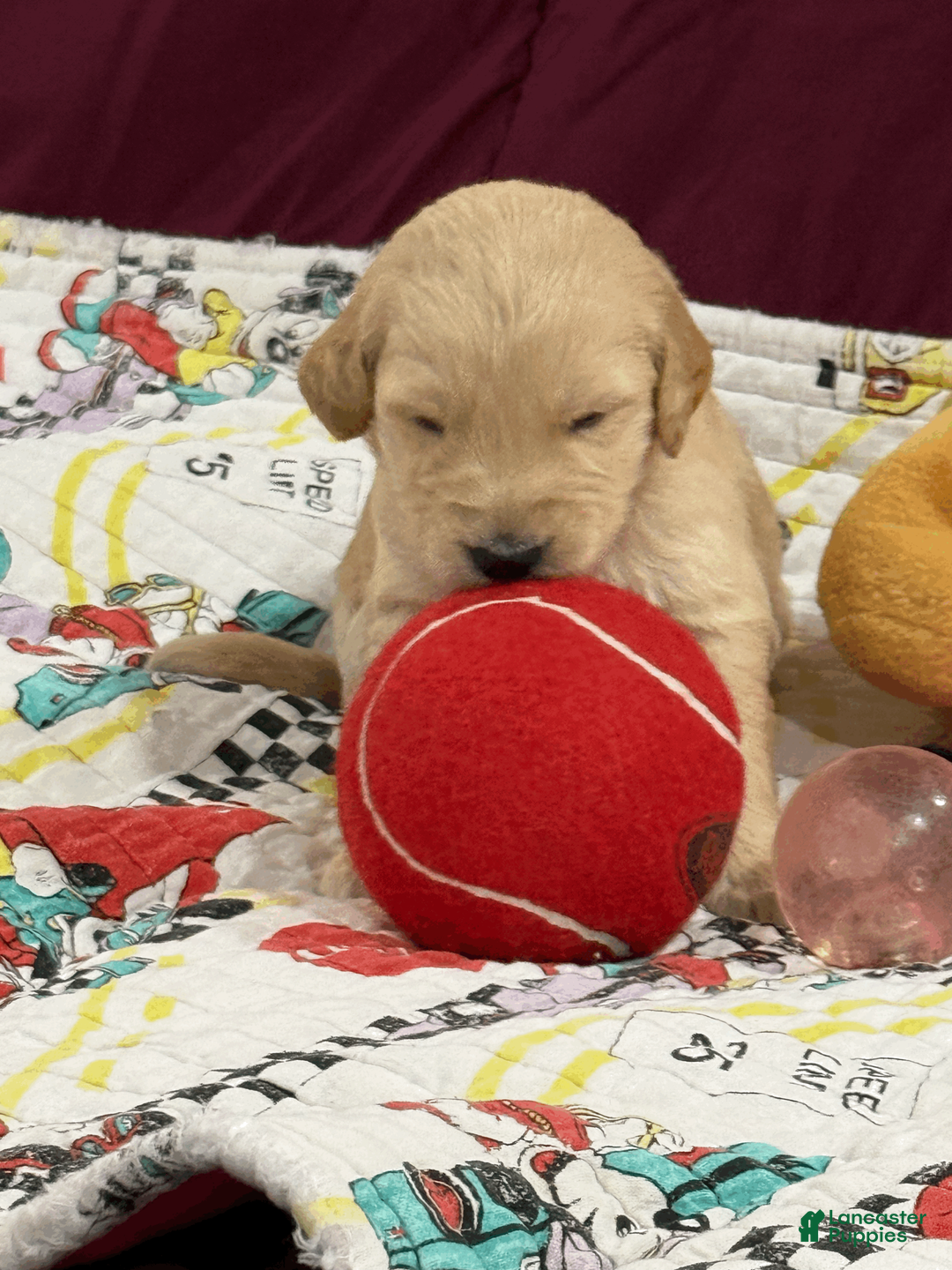 Goldendoodle dogs for sale: Light Blue - Ad 2