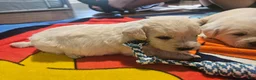 Labradoodle dogs for sale: Curly White Male Labradoodle - Ad 4