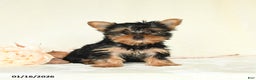 Yorkshire Terrier dogs for sale: Ellie - Ad 5