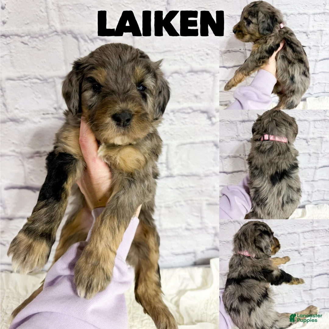 Saint Berdoodles dogs for sale: Laiken - Standard F1b - Ad 1