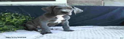 Great Dane dogs for sale: Brody - Ad 4