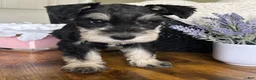 Miniature Schnauzer dogs for sale: Roxy - Ad 2