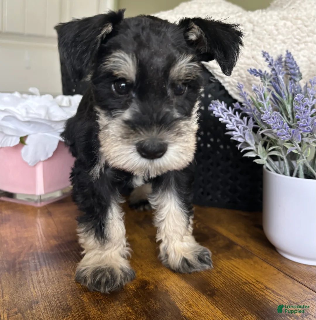 Miniature Schnauzer dogs for sale: Roxy - Ad 2