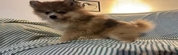Pomsky dogs for sale: Fluffy - Ad 3