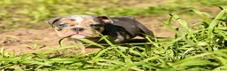 English Bulldog dogs for sale: Versace - Ad 10