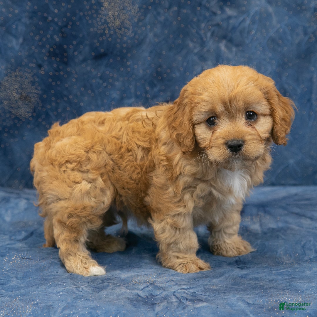 Cavapoo dogs for sale: Harley - Ad 8