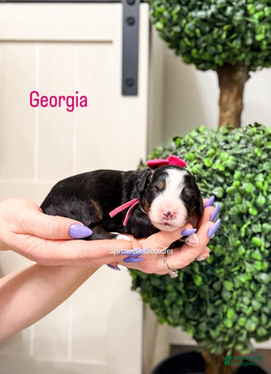 Bernedoodle dogs Georgia - Ad 6