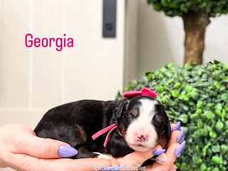 Bernedoodle dogs Georgia - Ad 15