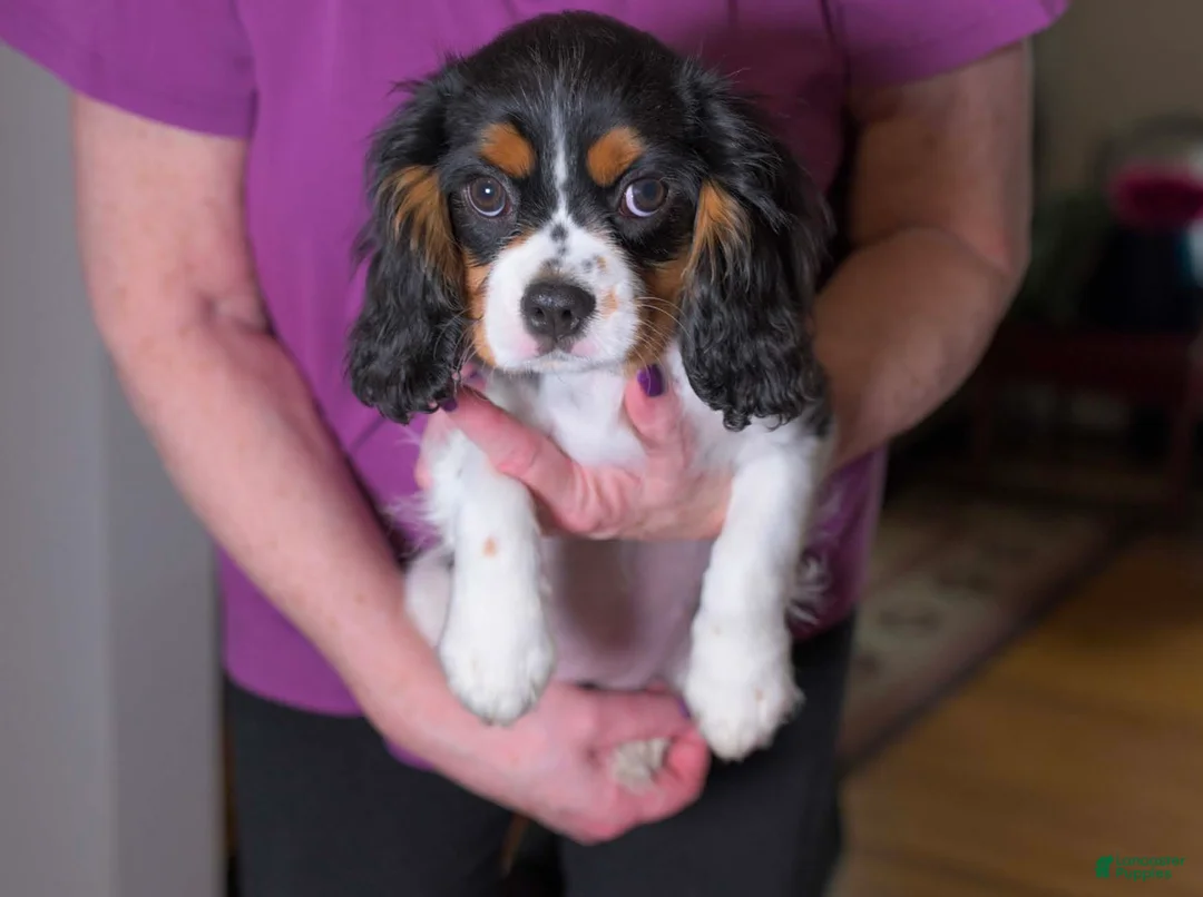 Cavalier King Charles Spaniel dogs for sale: Hazel - Ad 1