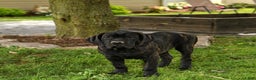 Cane Corso dogs for sale: Rockford - Ad 1