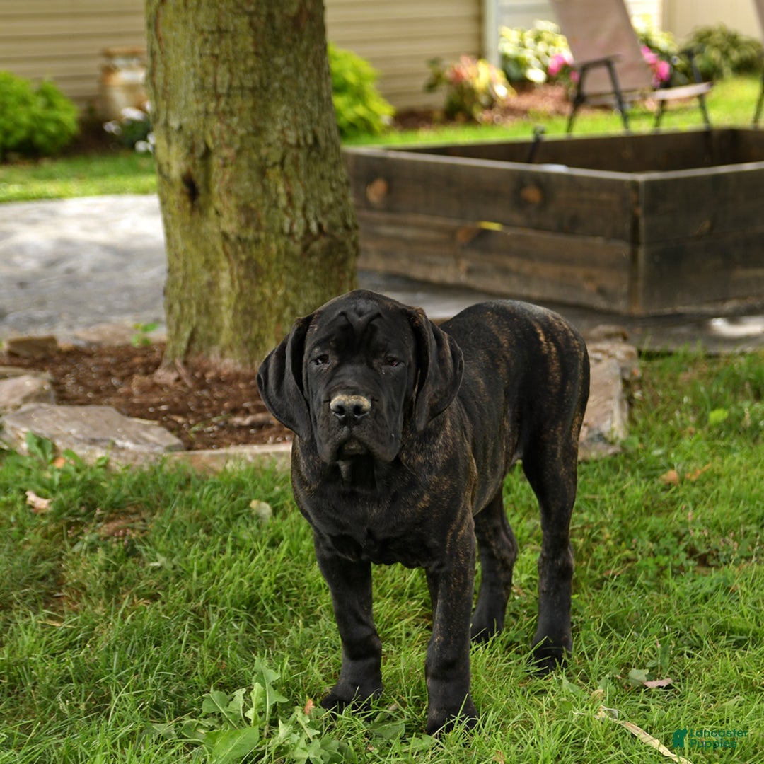 Cane Corso dogs for sale: Rockford - Ad 1